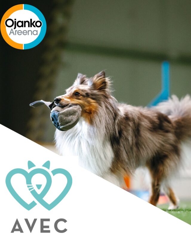Etusivu 11 Hienoja uutisia! Pääyhteistyökumppanuutemme Eläinklinikka Avecin kanssa jatkuu seuraavat 3 vuotta 🫶Eläinklinikka Avec on täyden palvelun eläinklinikka Porvoossa.Palveluvalikoimamme on laaja ja urheilevia koiria palvelevat erityisesti huippuosaajamme urheilukoiraeläinlääkäri Tiiu Toijala sekä ortopedi Pia Björkenheim.Laadukas ja monipuolinen laitteisto (rtg, CBCT, ultraääni, niveltähystykset ja muut kirurgiset tähystysleikkaukset) osaavissa käsissä mahdollistavat nopean diagnoosiin pääsyn ja oikean hoidon nopeasti.Tervetuloa niin omaksi ilokseen kuin tavoitteellisestikin harrastavat koirakot!Yhteistyössä @elainklinikkaavec