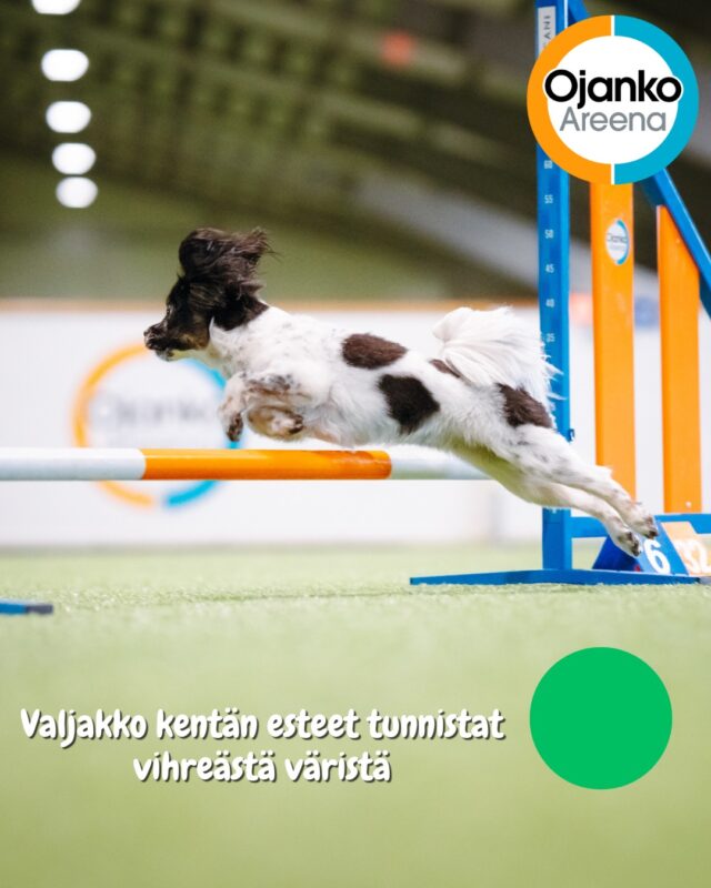 Valjakko-kenttä on vihreä!Hauskuus ja rento tunnelma odottavat vihreällä kentällä. Treeni sujuu helposti ja kaikki esteet on helppo palauttaa omille paikoilleen – mutkatonta ja mukavaa.Tule mukaan ja nauti värikkäästä harjoittelusta @valjakkoellasema  kentällä!