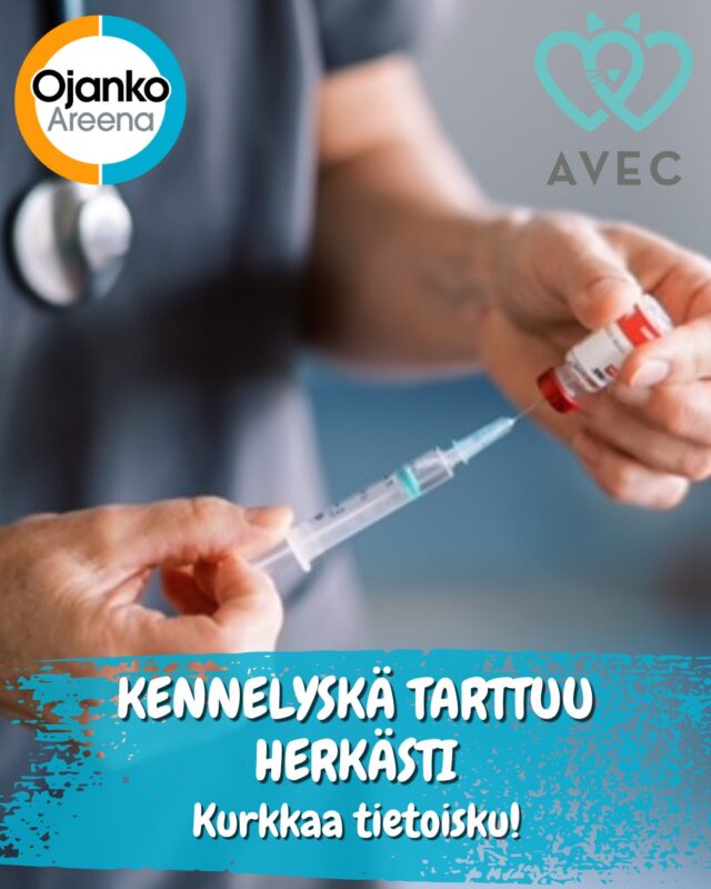 Etusivu 11 Kennelyskää on tällä hetkellä paljon liikkeellä - ota huomioon ainakin seuraavat asiat!
- Kennelyskän tavallisimmat oireet ovat yskä ja sierainvuoto. Koira saattaa myös yökkiä limaa ja vaahtoa.
- Kennelyskä tarttuu herkästi pisaratartuntana, myös ennen oireiden alkua. Myös oireeton koira voi levittää tautia.
- Taudin itämisaika vaihtelee 1-14 vrk välillä.
- Koirakontakteja tulee välttää vielä 2 viikkoa oireiden loppumisen jälkeen - ethän tuo tänä aikana koiraa myöskään treenihallille! Muista huomioida tässä myös lauman mahdolliset oireettomat koirat - tänä aikana heilläkään ei ole asiaa harrastuksiin.
Käy myös kurkkaamassa nettisivuiltamme yhteistyökumppanimme @elainklinikkaavec lääkäri Chita Wahlroosin kirjoittama artikkeli kennelyskästä: https://ojanko.fi/ymmarratko-yskan-tietoisku-kennelyskasta/
Artikkeli on julkaistu alunperin marraskuussa 2023.