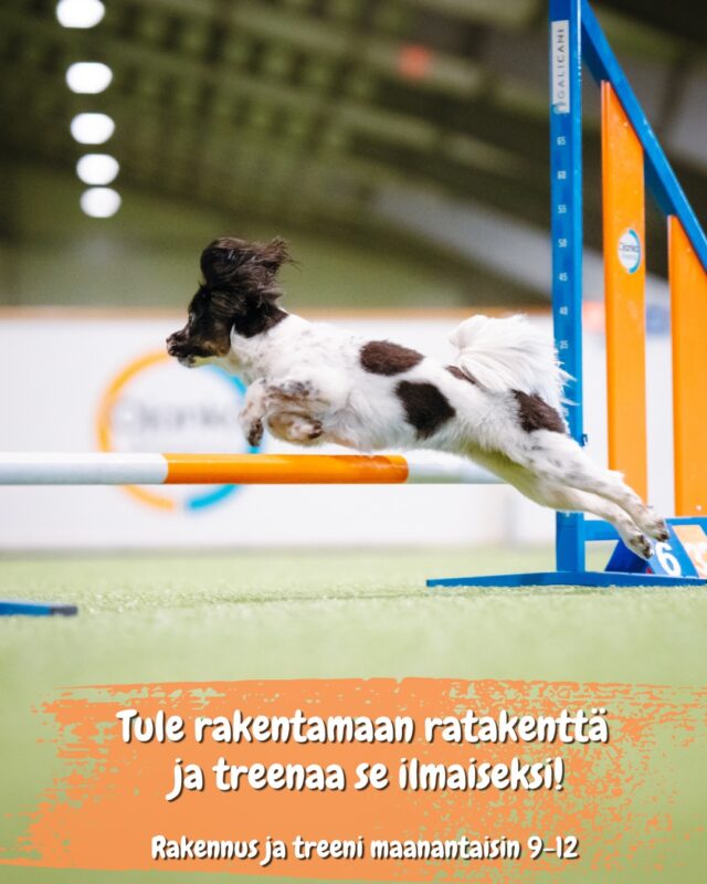 Rata valmiiksi – ilmaiset treenit päälle!Kesällä 2026 Venyvä Koira -kentällä (kenttä 1) on valmis rata joka viikko. Sama rata on käytössä 2–3 viikkoa kerrallaan.Radan rakentamiseen tarvitaan 2–4 talkoolaista maanantaisin klo 9–12.
Radan rakentaminen kestää noin 30 minuuttia, jonka jälkeen talkoolaiset voivat treenata koirillaan kentällä klo 12 asti.Mahdollisuus on avoin myös niille, joilla ei ole kesän vapaatreenikorttia: osallistumalla kerran viikossa radan rakentamiseen pääset treenaamaan valmiilla radalla rakentamisen jälkeen kello 12 asti.Omistajaseuran jäsenet (HSKH & BAT) ovat etusijalla, mutta jos paikkoja jää, ovat myös muut tervetulleita rakentamaan rataa ja treenaamaan sen jälkeen ilmaiseksi kello 12 asti. Paikat täytetään ilmoittautumisjärjestyksessä ja vahvistetaan edellisen viikon perjantaina.Ilmottudu talkoolaiseksi:https://docs.google.com/forms/d/e/1FAIpQLSfuNabcBQ6z45AtGHMb5D1CPMm_IWOYbwvxUeHDl3coHYXLmQ/viewform?usp=headerKysymykset: varaukset@ojanko.fiYheistyössä  @elainklinikkaavec