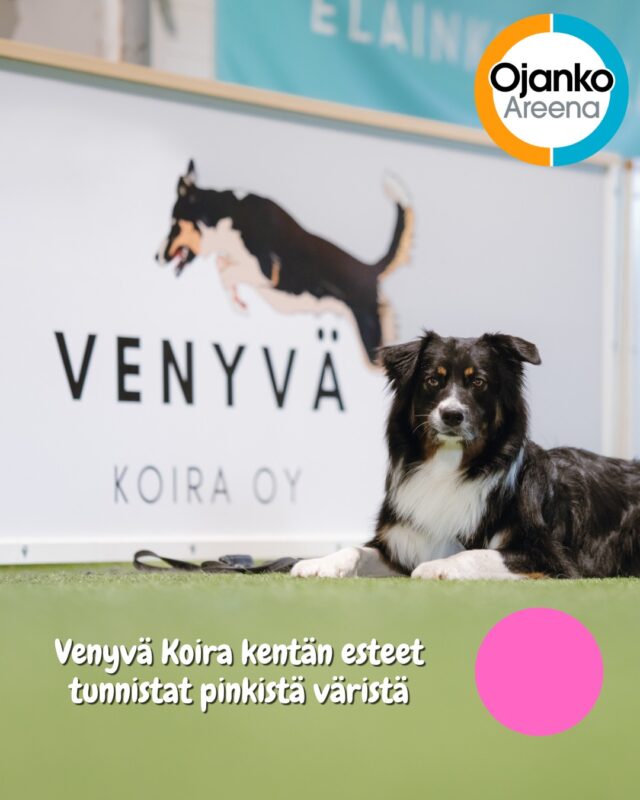 Venyvä koira -kenttä on pinkki!Hauskuus on taattu – pinkki kenttä tuo treeniin iloa ja energiaa. Lisäksi kaikki esteet on helppo palauttaa omille paikoilleen, joten harjoittelu sujuu vaivattomasti.Tule kokeilemaan @venyvakoira kenttää.