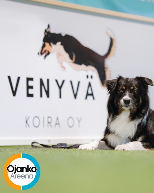 Mahtavia uutisia, yhteistyömme Venyvä Koiran kanssa jatkuu 2026!
Pääset siis jatkossakin treenaamaan Venyvä Koira kentällä (kenttä 1), jonka esteet on helppo tunnistaa pinkistä väristä 🩷Venyvä koira tarjoaa monipuolisia palveluita kaikkien koirien hyvinvointiin hyvien kulkuyhteyksien päässä Tuusulassa, aivan Vantaan rajalla - vain reilun 10 minuutin ajomatkan päässä Ojanko Areenalta.Hyvinvointipalvelumme ovat laajentuneet ja palveluistamme löydät muun muuassa: Koirauimalan (koirien ohjatut uintiopetukset, omatoimiset uinnit, kuntouttavat uinnit, erilaiset tapahtumat rotu-, jäsen- ja kasvattitapahtumiin. Koirahierontapalvelut. Eläinfysioterapiapalvelut. Vesijuoksumatto (yksittäiset käynnit, kuntoutukset sekä treeniohjelmat).Tiimimme on täynnä alan huippuosaajia, jotka työskentelevät suurella sydämellä koirien hyvinvoinnin eteen. ❤️ Meille on tervetulleita kaikki koirat. Jokainen koira on tärkeä.www.venyvakoira.fi
@venyvakoira
